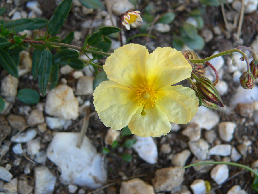 Sardegna, Helianthemum da identificare